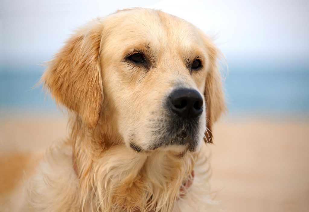 Masalah Kesehatan Pada Anjing Golden Retriever