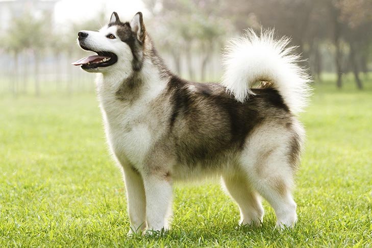 Mengenal Ras Anjing Alaskan Malamute